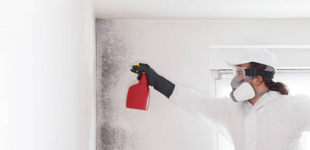 Best Industrial Mold Remediation in Reform, AL